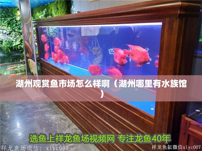 湖州觀賞魚市場怎么樣啊（湖州哪里有水族館）