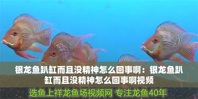 銀龍魚趴缸而且沒精神怎么回事啊：銀龍魚趴缸而且沒精神怎么回事啊視頻