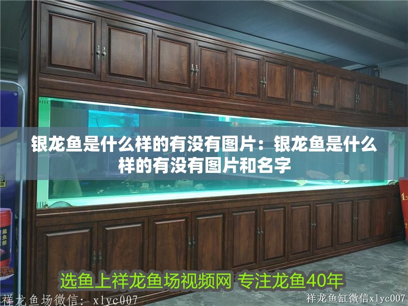 銀龍魚是什么樣的有沒有圖片：銀龍魚是什么樣的有沒有圖片和名字