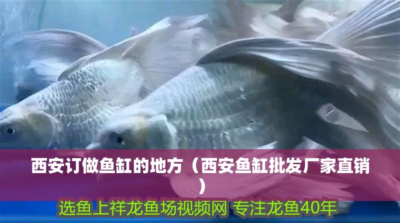 西安訂做魚缸的地方（西安魚缸批發(fā)廠家直銷）