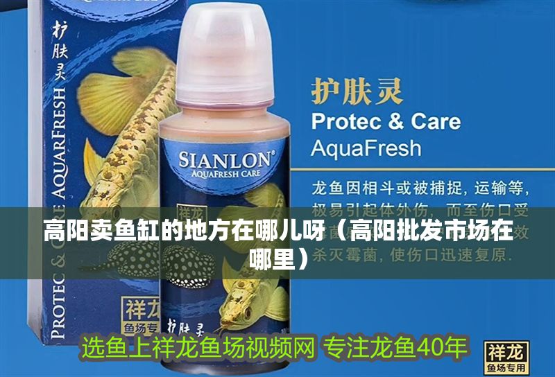 高陽賣魚缸的地方在哪兒呀（高陽批發市場在哪里）