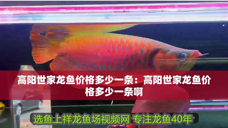 高陽世家龍魚價格多少一條：高陽世家龍魚價格多少一條啊