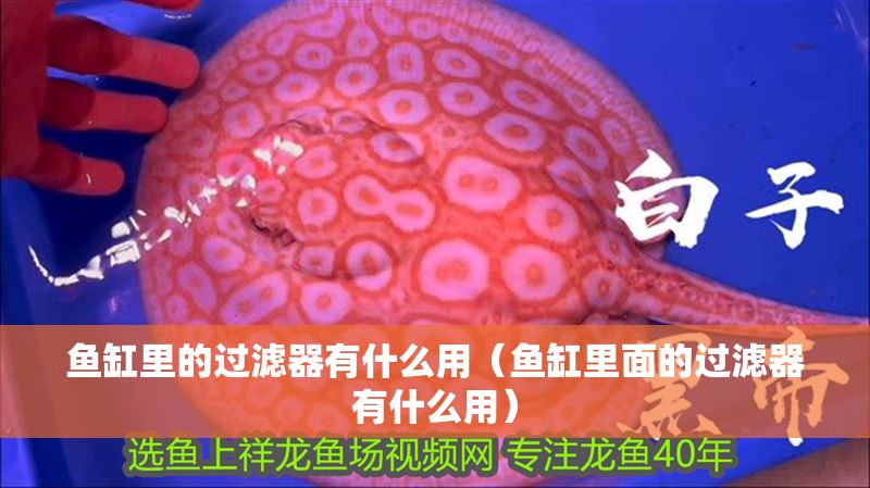 魚缸里的過濾器有什么用（魚缸里面的過濾器有什么用）