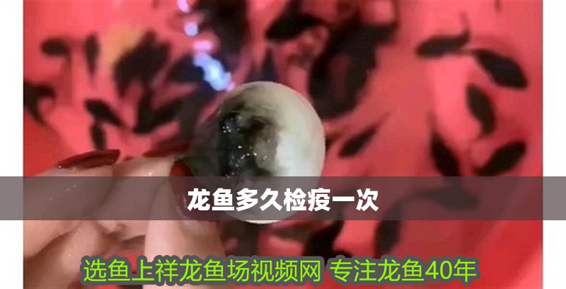 龍魚(yú)多久檢疫一次