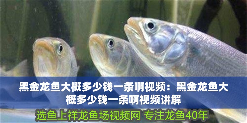 黑金龍魚(yú)大概多少錢(qián)一條啊視頻：黑金龍魚(yú)大概多少錢(qián)一條啊視頻講解