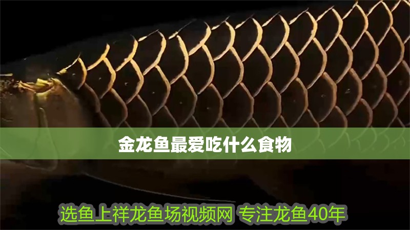 金龍魚最愛吃什么食物