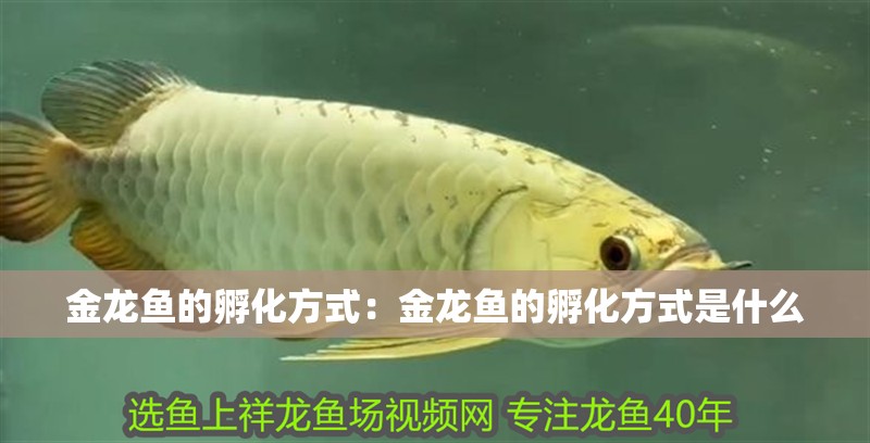 金龍魚的孵化方式：金龍魚的孵化方式是什么