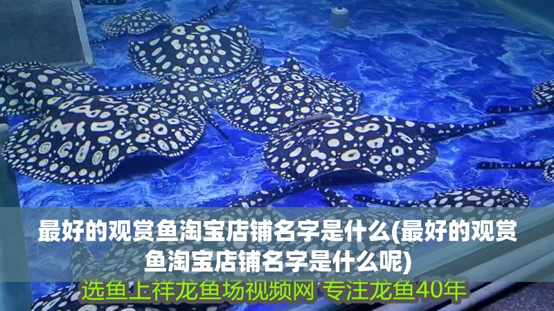 最好的觀賞魚淘寶店鋪名字是什么(最好的觀賞魚淘寶店鋪名字是什么呢)