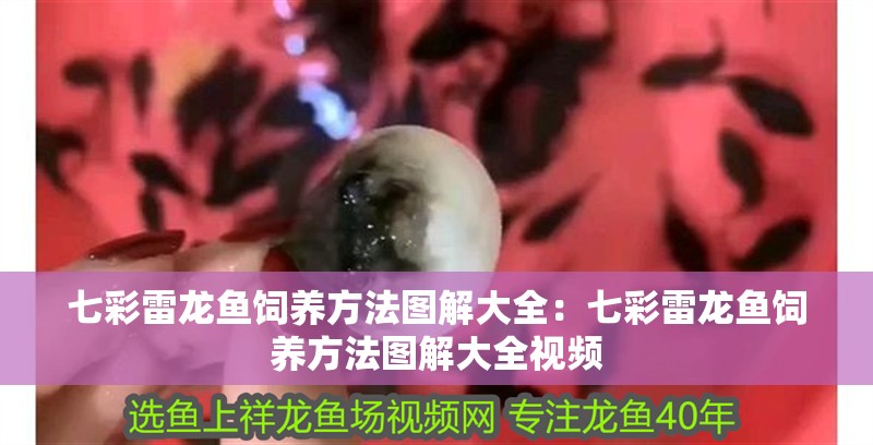 七彩雷龍魚飼養(yǎng)方法圖解大全：七彩雷龍魚飼養(yǎng)方法圖解大全視頻