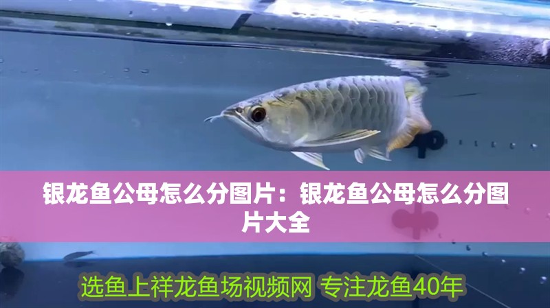 銀龍魚公母怎么分圖片：銀龍魚公母怎么分圖片大全
