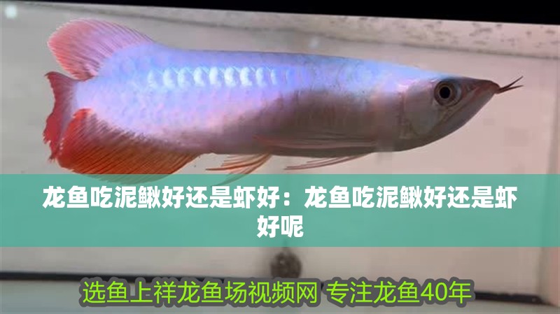 龍魚(yú)吃泥鰍好還是蝦好：龍魚(yú)吃泥鰍好還是蝦好呢