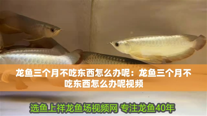 龍魚三個(gè)月不吃東西怎么辦呢：龍魚三個(gè)月不吃東西怎么辦呢視頻