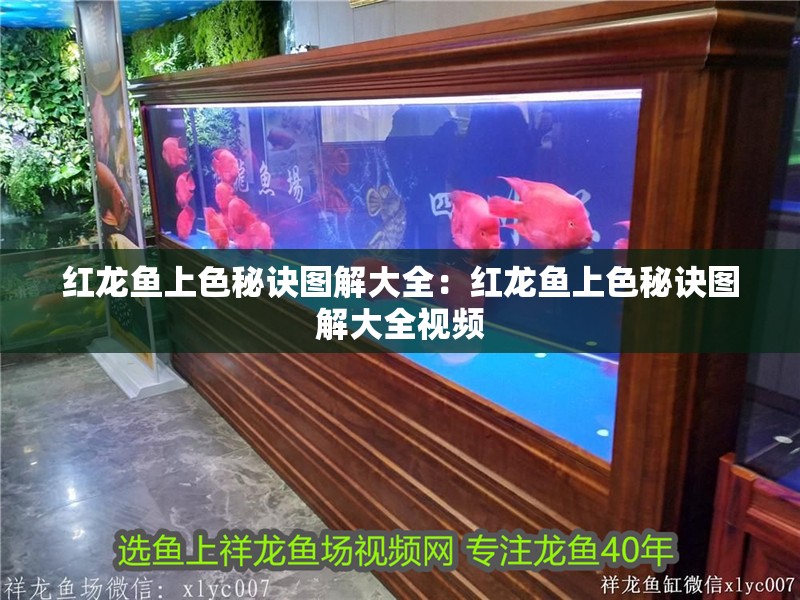 紅龍魚上色秘訣圖解大全：紅龍魚上色秘訣圖解大全視頻