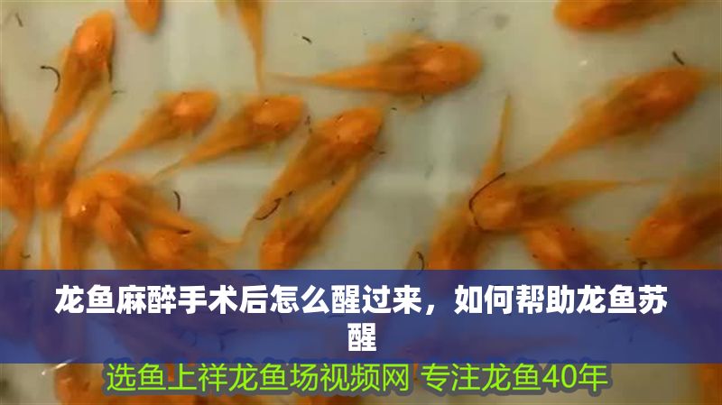 龍魚麻醉手術后怎么醒過來，如何幫助龍魚蘇醒