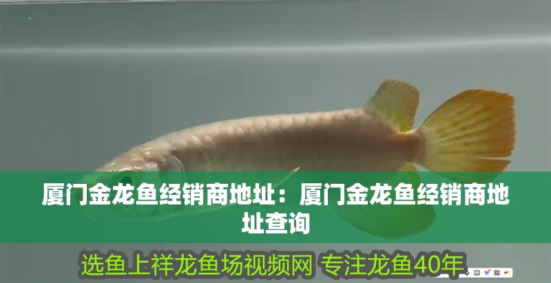廈門金龍魚經銷商地址：廈門金龍魚經銷商地址查詢