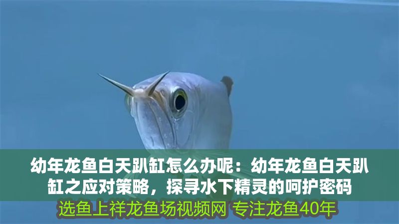 幼年龍魚白天趴缸怎么辦呢：幼年龍魚白天趴缸之應對策略，探尋水下精靈的呵護密碼