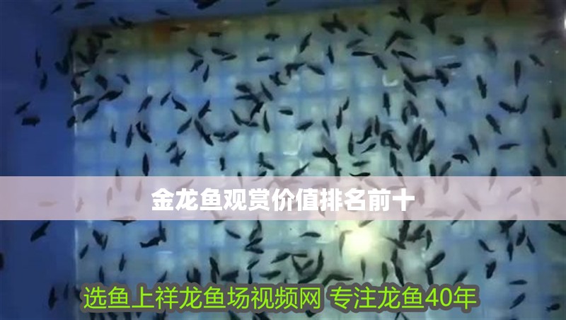 金龍魚觀賞價值排名前十