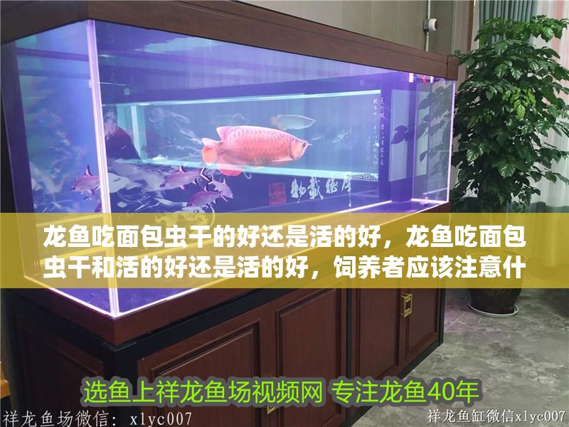 龍魚吃面包蟲干的好還是活的好，龍魚吃面包蟲干和活的好還是活的好，飼養者應該注意什么