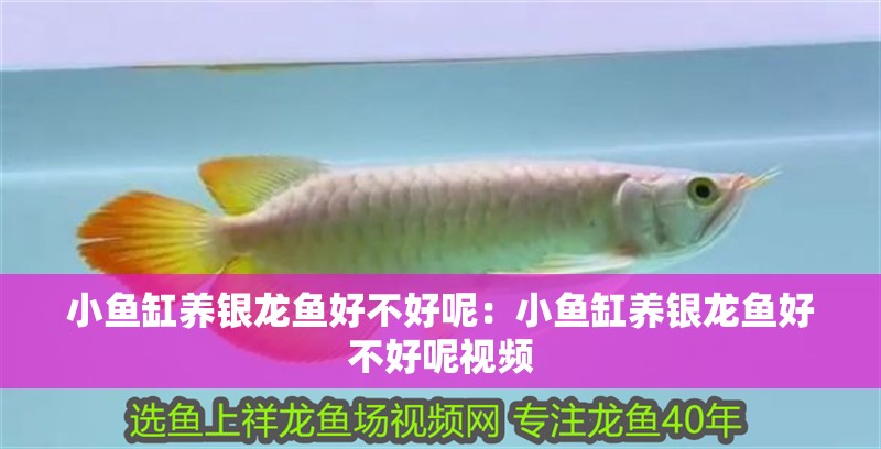 小魚缸養銀龍魚好不好呢：小魚缸養銀龍魚好不好呢視頻