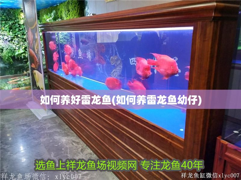 如何養(yǎng)好雷龍魚(如何養(yǎng)雷龍魚幼仔)