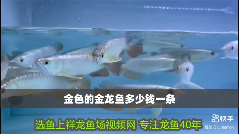金色的金龍魚多少錢一條