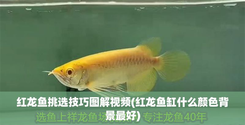 紅龍魚挑選技巧圖解視頻(紅龍魚缸什么顏色背景最好)