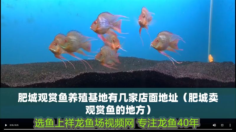 肥城觀賞魚養殖基地有幾家店面地址（肥城賣觀賞魚的地方）