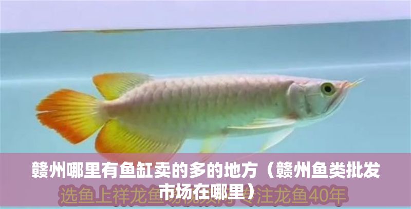 贛州哪里有魚缸賣的多的地方（贛州魚類批發市場在哪里）
