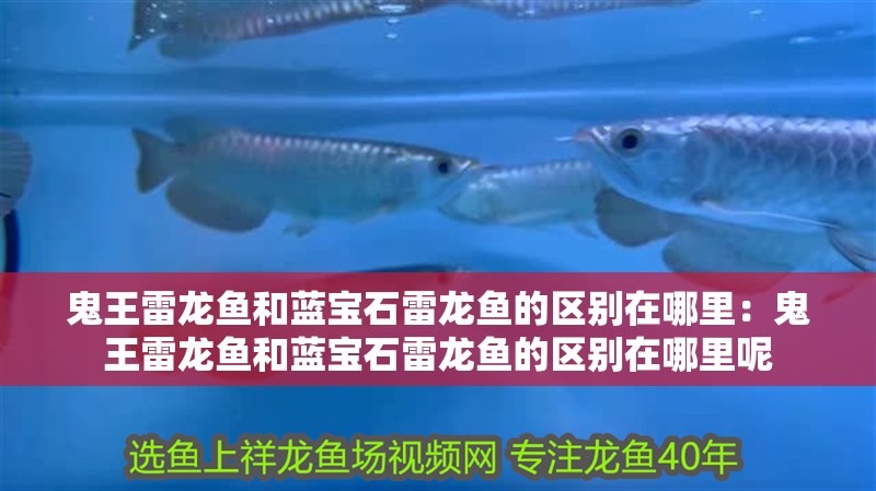 鬼王雷龍魚和藍(lán)寶石雷龍魚的區(qū)別在哪里：鬼王雷龍魚和藍(lán)寶石雷龍魚的區(qū)別在哪里呢
