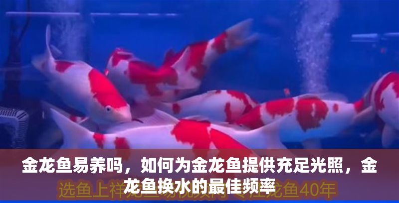 金龍魚易養嗎，如何為金龍魚提供充足光照，金龍魚換水的最佳頻率