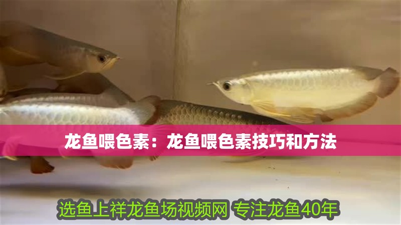 龍魚喂色素：龍魚喂色素技巧和方法