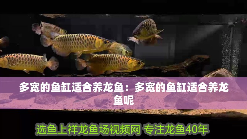多寬的魚缸適合養(yǎng)龍魚：多寬的魚缸適合養(yǎng)龍魚呢