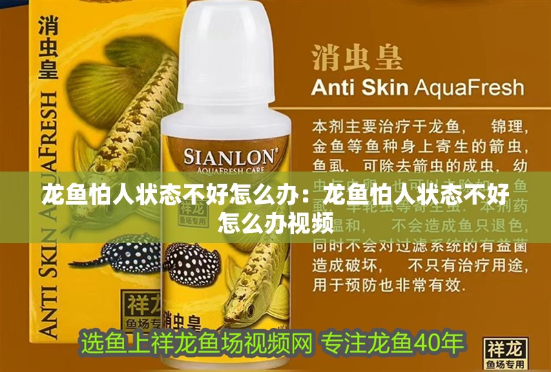 龍魚怕人狀態不好怎么辦：龍魚怕人狀態不好怎么辦視頻