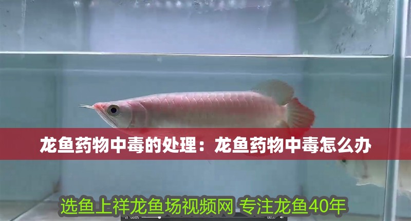 龍魚藥物中毒的處理：龍魚藥物中毒怎么辦 龍魚藥物中毒的處理：龍魚藥物中毒怎么辦 龍魚百科