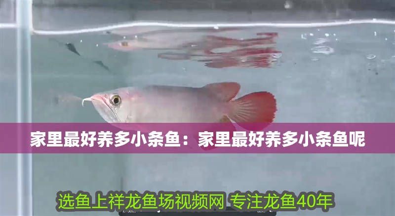 家里最好養(yǎng)多小條魚(yú):家里最好養(yǎng)多小條魚(yú)呢 龍魚(yú)百科 第2張 家里最好養(yǎng)多小條魚(yú):家里最好養(yǎng)多小條魚(yú)呢 家里最好養(yǎng)多小條魚(yú):家里最好養(yǎng)多小條魚(yú)呢 龍魚(yú)百科 第2張