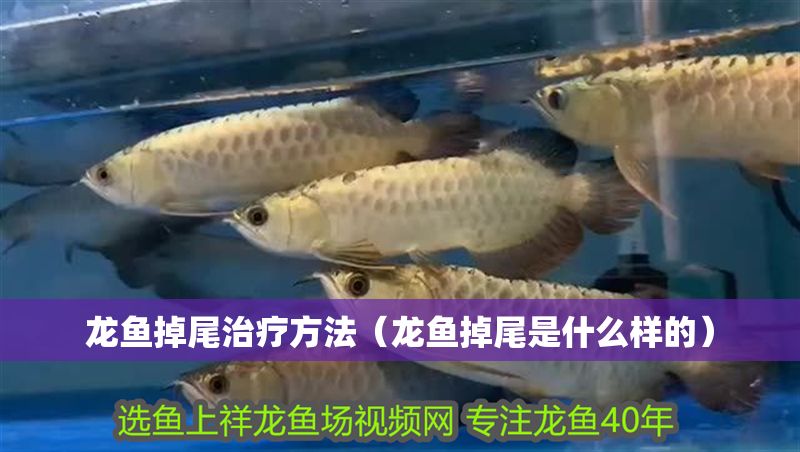 龍魚掉尾治療方法（龍魚掉尾是什么樣的）