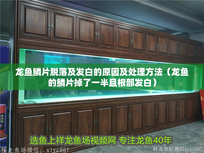 龍魚鱗片脫落及發白的原因及處理方法（龍魚的鱗片掉了一半且根部發白）