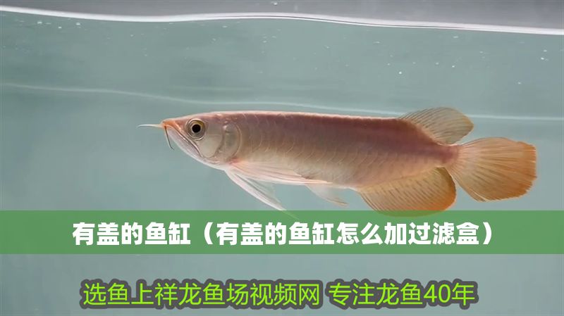 有蓋的魚(yú)缸（有蓋的魚(yú)缸怎么加過(guò)濾盒）