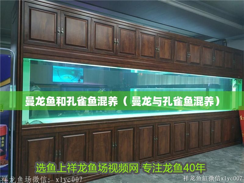 曼龍魚和孔雀魚混養（ 曼龍與孔雀魚混養）