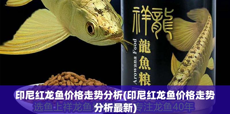 印尼紅龍魚價格走勢分析(印尼紅龍魚價格走勢分析最新)
