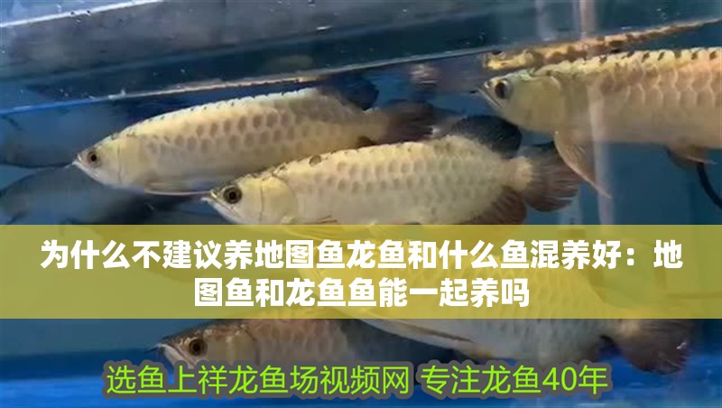 為什么不建議養(yǎng)地圖魚龍魚和什么魚混養(yǎng)好：地圖魚和龍魚魚能一起養(yǎng)嗎