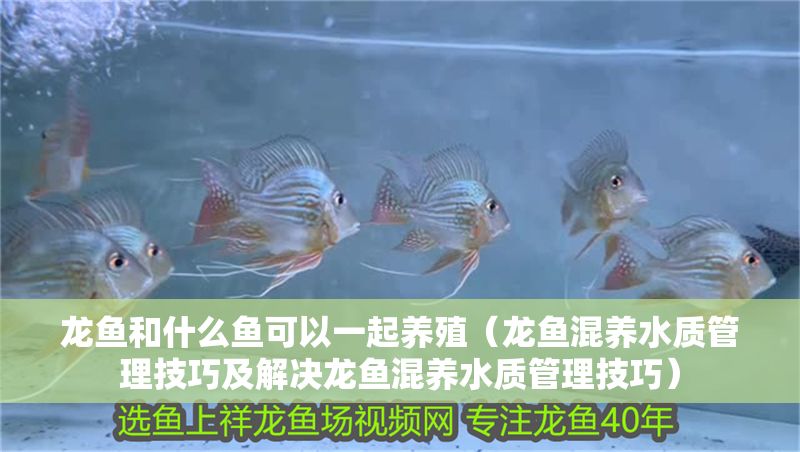 龍魚和什么魚可以一起養(yǎng)殖（龍魚混養(yǎng)水質(zhì)管理技巧及解決龍魚混養(yǎng)水質(zhì)管理技巧）