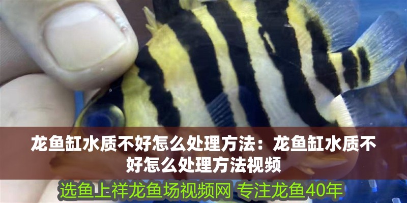 龍魚缸水質不好怎么處理方法：龍魚缸水質不好怎么處理方法視頻
