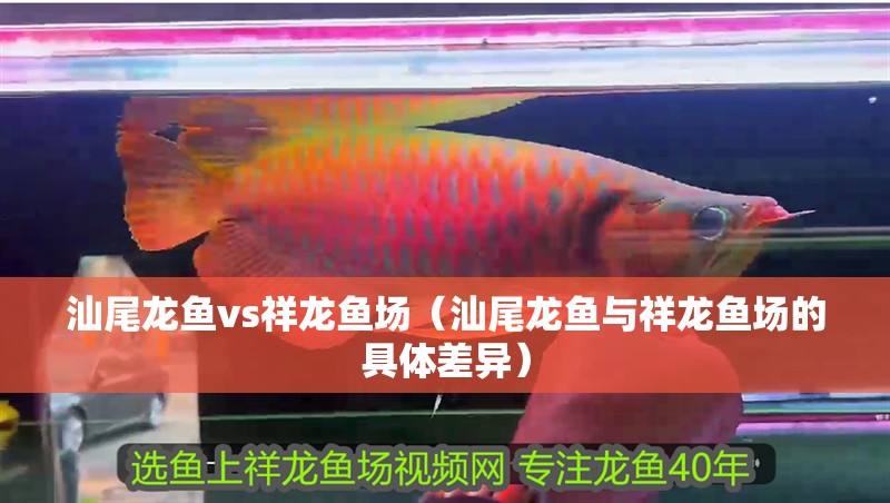 汕尾龍魚vs祥龍魚場（汕尾龍魚與祥龍魚場的具體差異）