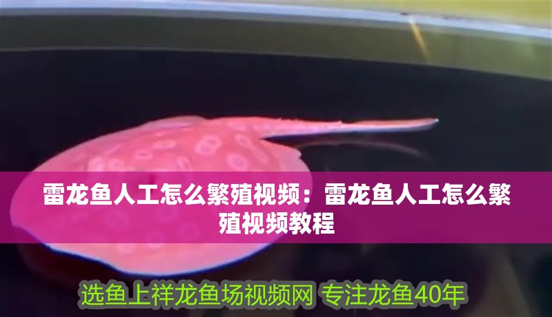 雷龍魚人工怎么繁殖視頻：雷龍魚人工怎么繁殖視頻教程 雷龍魚人工怎么繁殖視頻：雷龍魚人工怎么繁殖視頻教程 水族問答