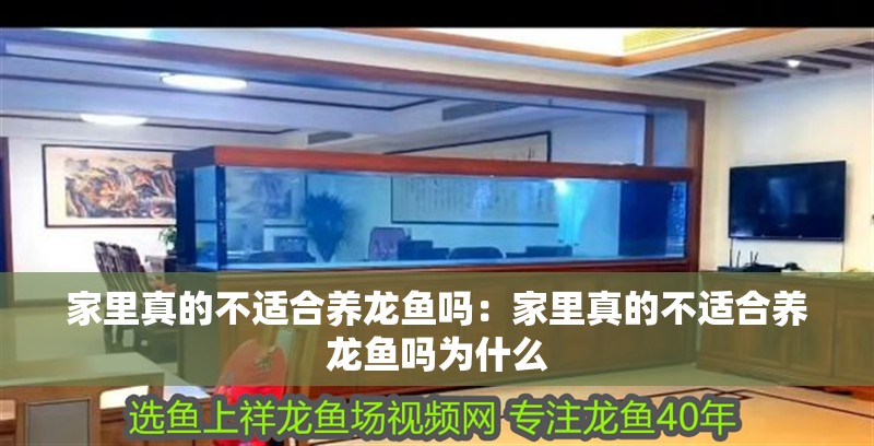 家里真的不適合養(yǎng)龍魚嗎：家里真的不適合養(yǎng)龍魚嗎為什么