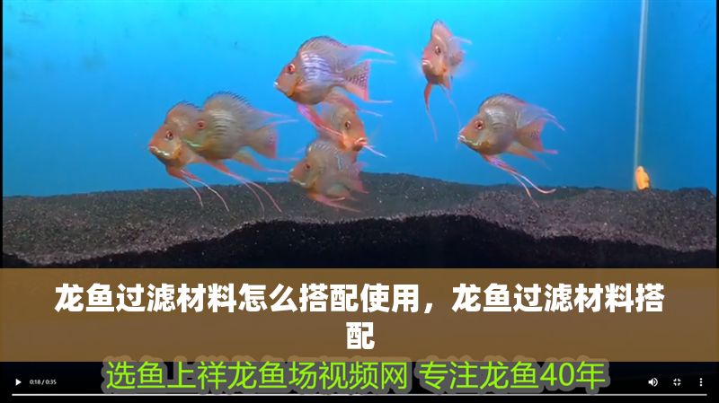 龍魚(yú)過(guò)濾材料怎么搭配使用，龍魚(yú)過(guò)濾材料搭配
