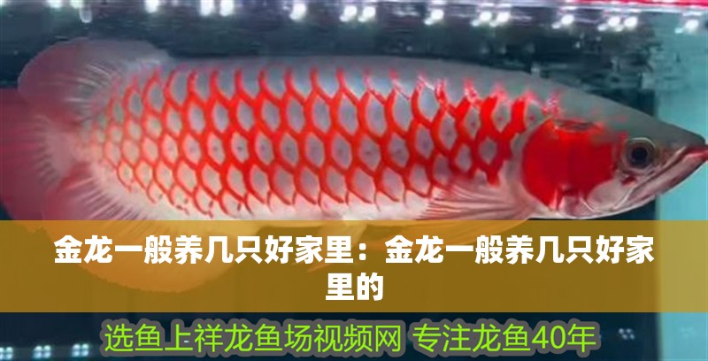 金龍一般養幾只好家里：金龍一般養幾只好家里的