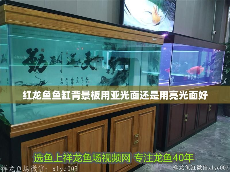 紅龍魚魚缸背景板用亞光面還是用亮光面好