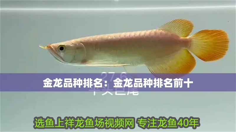 金龍品種排名：金龍品種排名前十